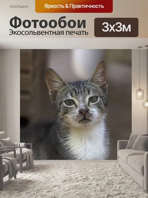 Фотообои Кот