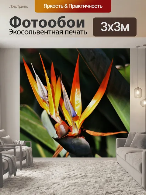 Фотообои Strelitsia в солнечном свете