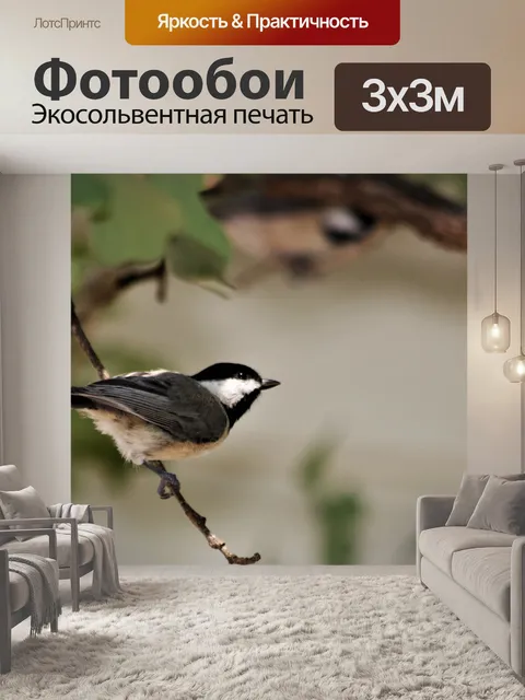 Фотообои Каролина Чикади на границе отделения