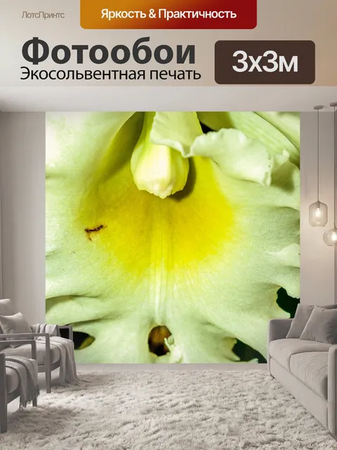 Фотообои Цветок орхидеи