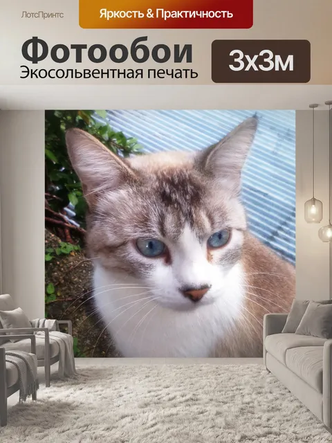 Фотообои Внимательный кот