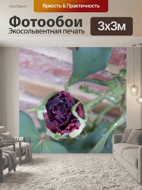 Фотообои Влажные Роуз Бад