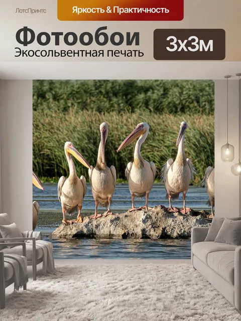 Фотообои Большие белые пеликаны