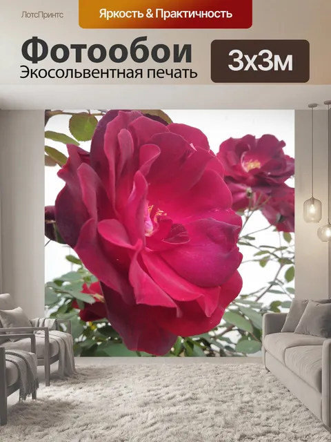 Фотообои Красная роза 2