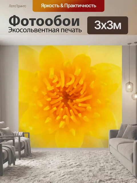 Фотообои Красивый цветок лотоса кувшинки