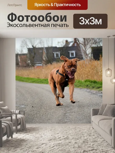 Фотообои Счастливая собака