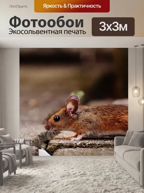 Фотообои Мышь