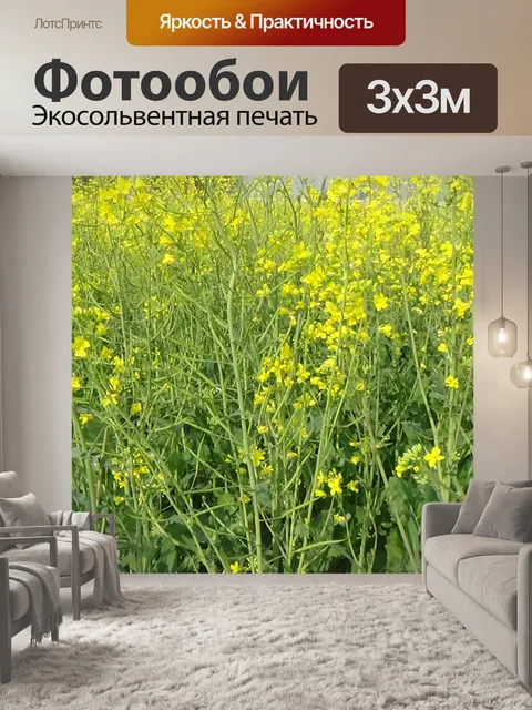 Фотообои Поле желтых цветов горчицы