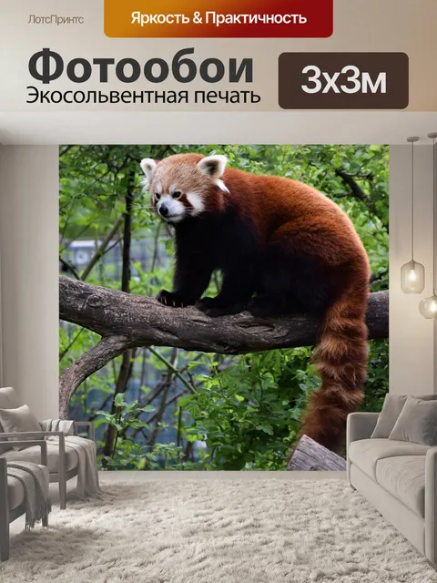 Фотообои Красная панда