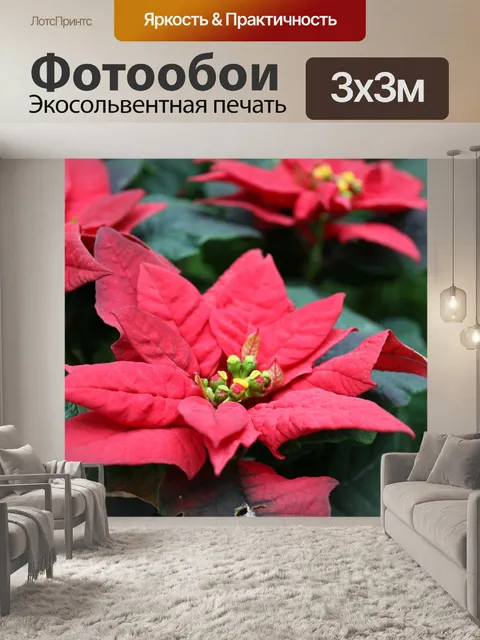 Фотообои Поинсеттиа