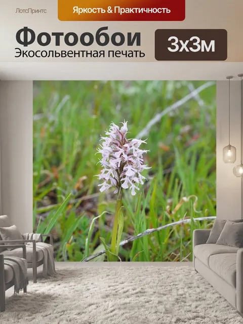 Фотообои Молочно-белая орхидея