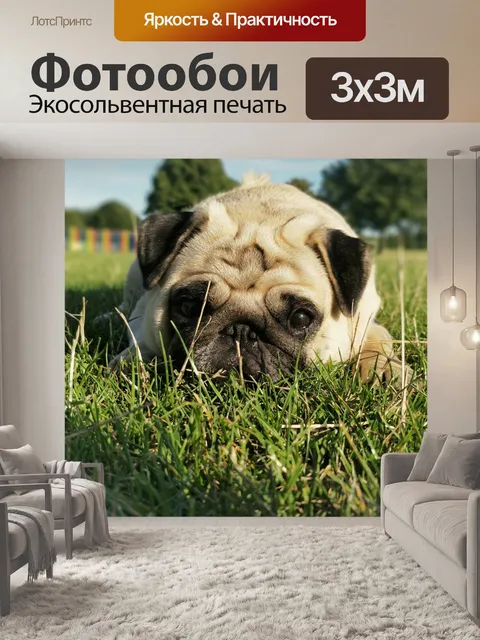 Фотообои Мопс