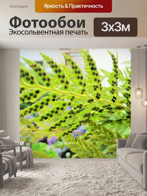 Фотообои Споры по папоротника