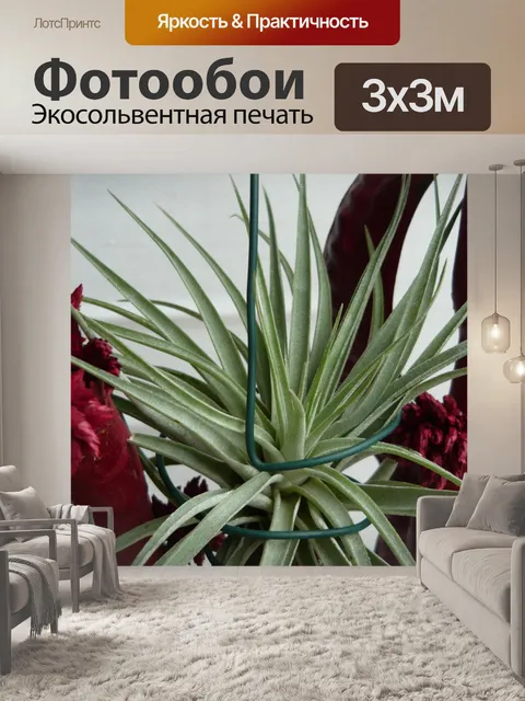 Фотообои Tillandsia kammii