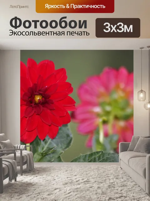Фотообои Передняя и задняя часть красных георгино