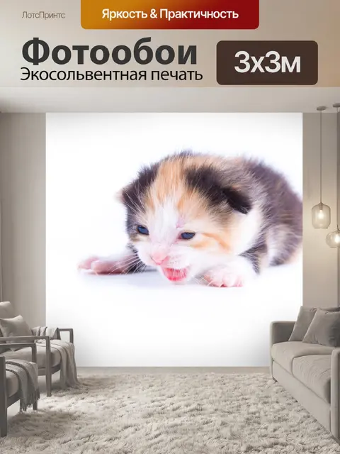 Фотообои Красивая кошка
