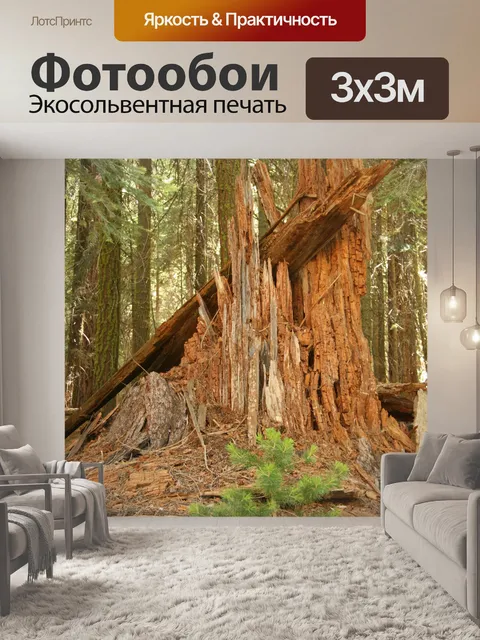 Фотообои Гигантские секвойи в Йосемити
