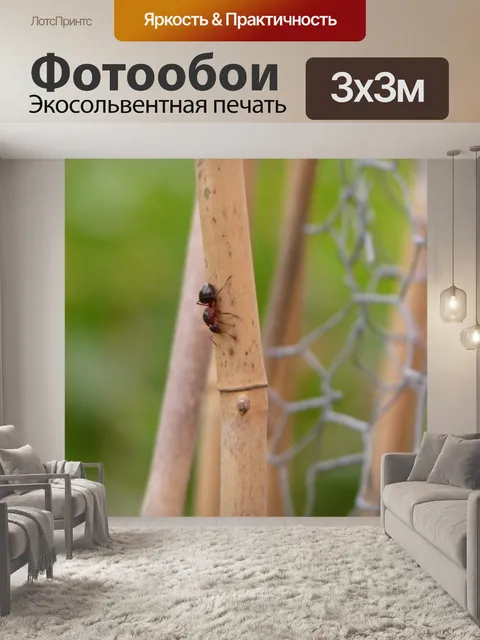 Фотообои Королева лесных муравьев
