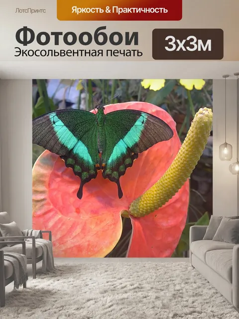 Фотообои Бабочка