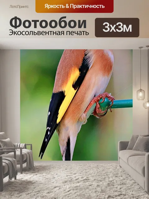 Фотообои Щегол