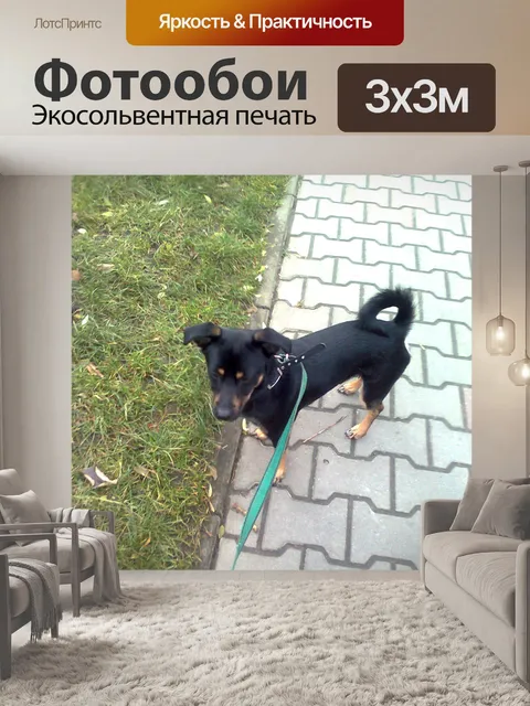 Фотообои Собака