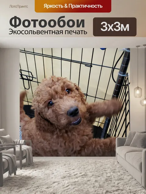 Фотообои Щенок "Золотой Дудл"