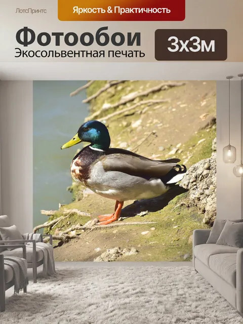 Фотообои Птицы