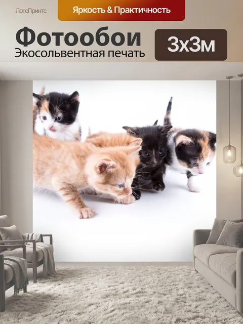 Фотообои Кот
