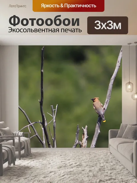 Фотообои Птица