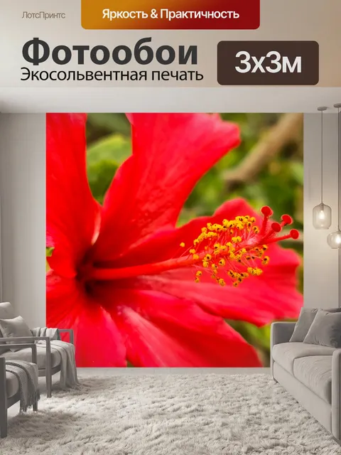 Фотообои Красный цветок гибискуса