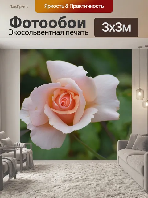 Фотообои Роза
