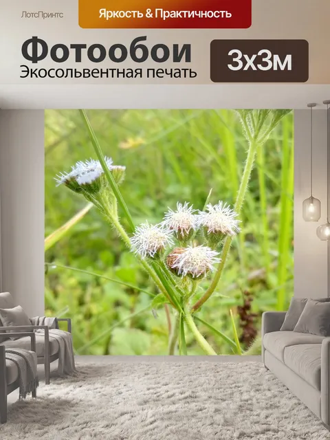 Фотообои Цветок