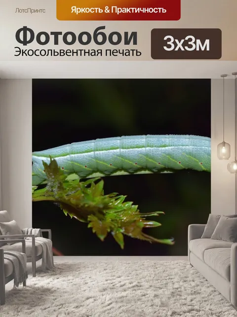 Фотообои Гусеница