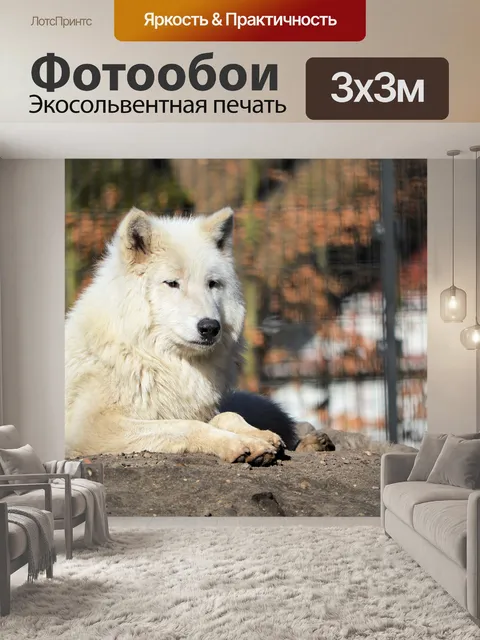 Фотообои Волк