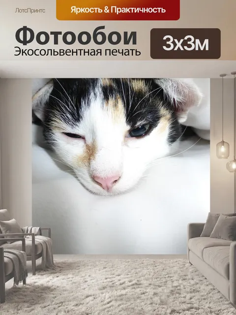 Фотообои Кот