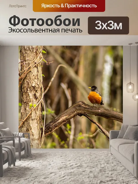 Фотообои Американский малиновка