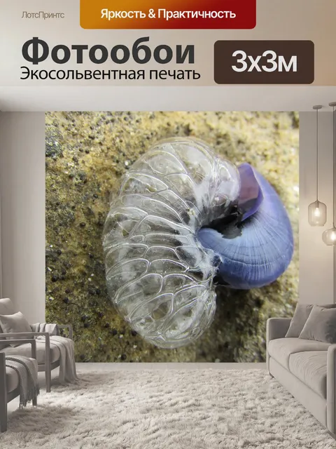 Фотообои Морская улитка