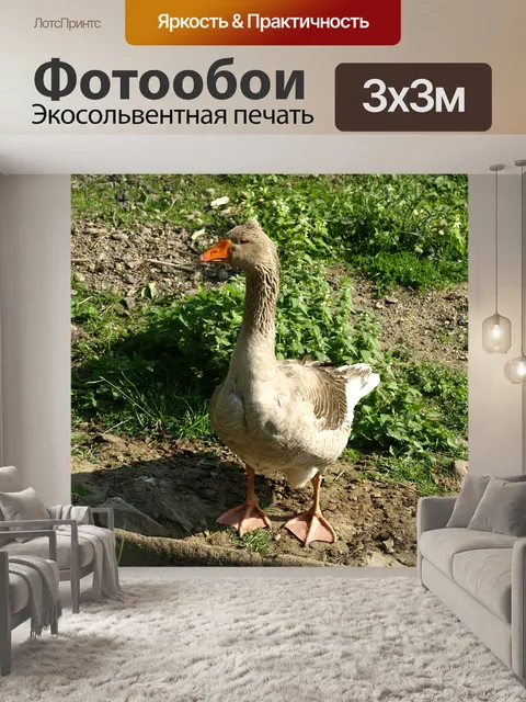 Фотообои Гусь