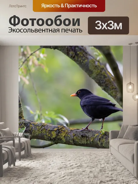 Фотообои Черный дрозд
