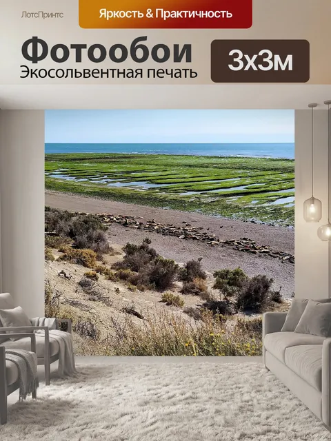 Фотообои Морские львы