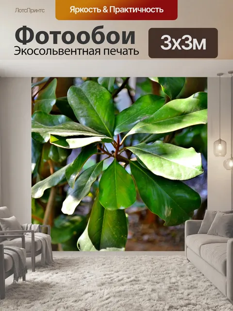 Фотообои Листья магнолии
