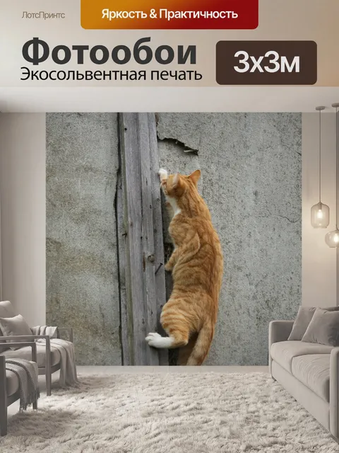 Фотообои Кот