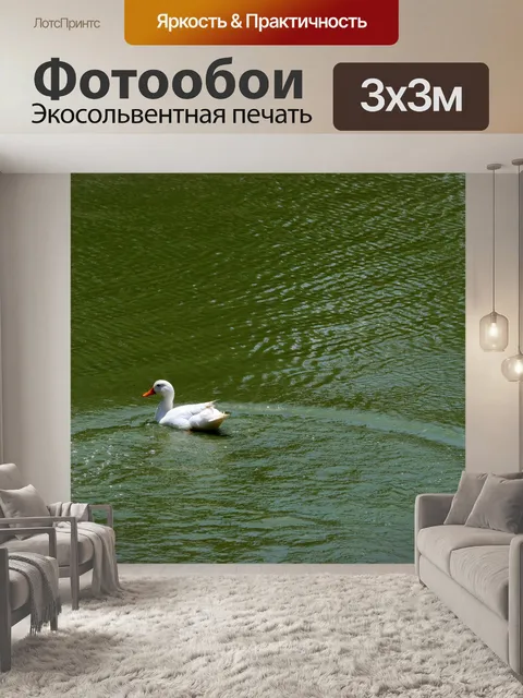 Фотообои белая утка плавание