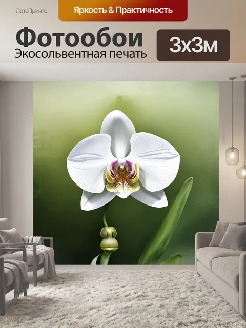 Фотообои орхидея, белый, белая орхидея
