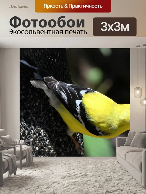 Фотообои Американский щегол