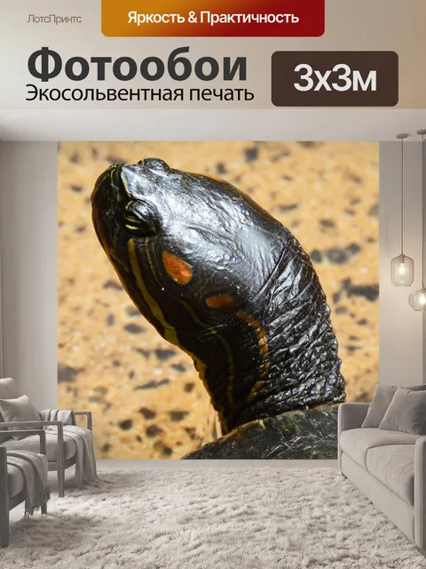 Фотообои Черепаха
