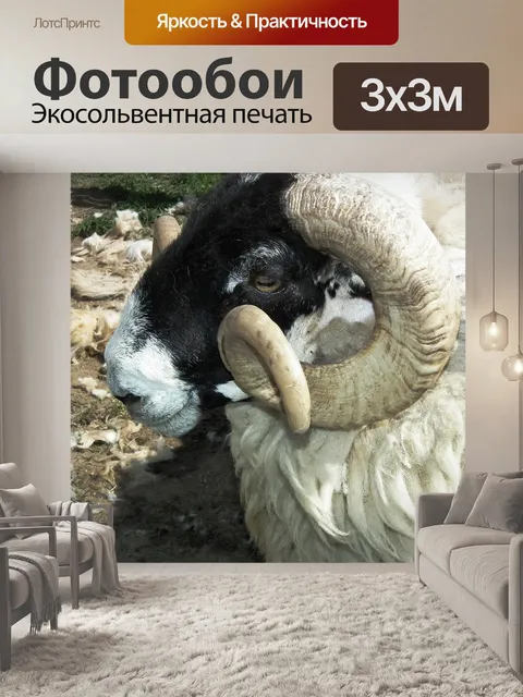 Фотообои Овец