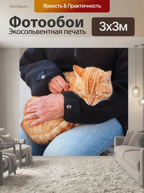 Фотообои Кот