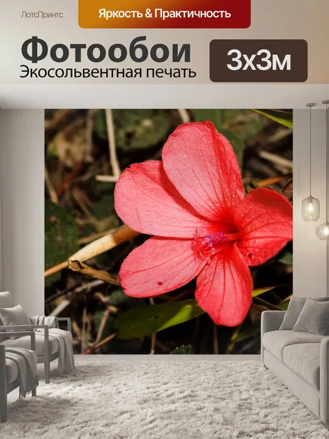 Фотообои Дикий цветок в Таиланде
