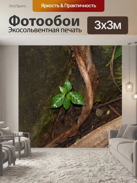 Фотообои Выращивание растений в тропических лесах